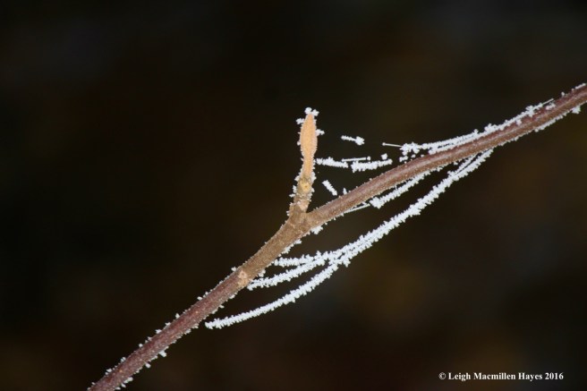 w-hobblebush-decorations