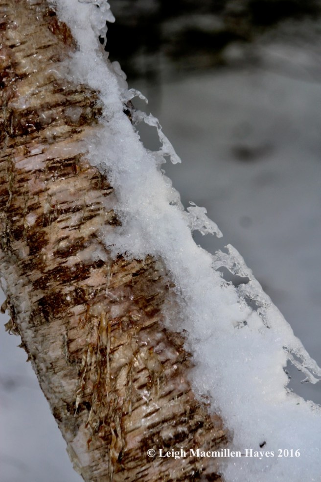 w-ice-crawling-up-tree