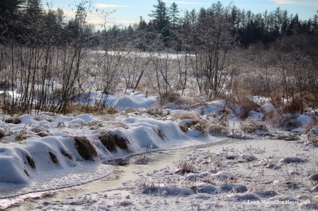 w-wilson-wing-moose-pond-bog