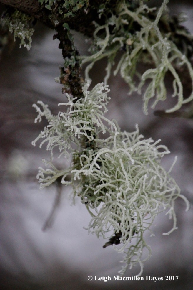 b-frosted-lichen