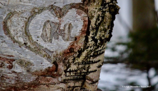b-love-on-birch