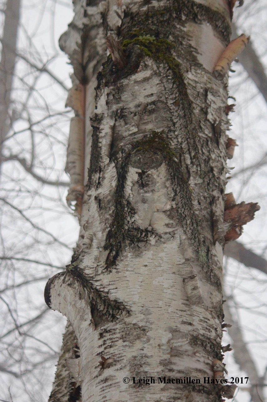 b-paper-birch-old