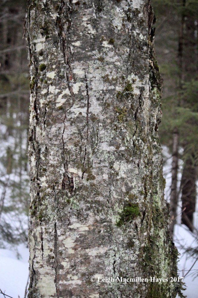 b-yellow-birch-old