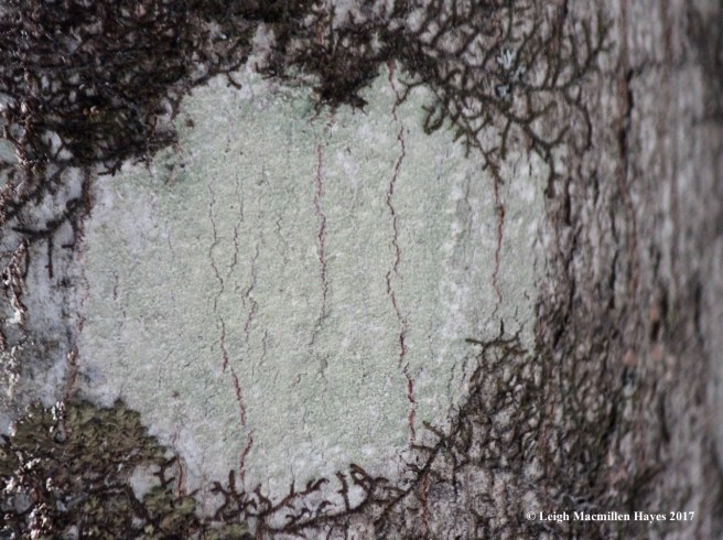 c-fluffy-dust-lichen