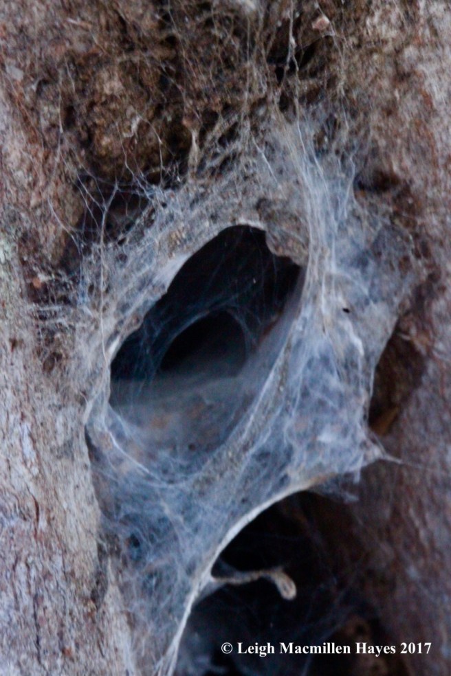 c-funnel-web