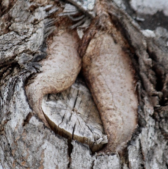 c-tree-healing-wound