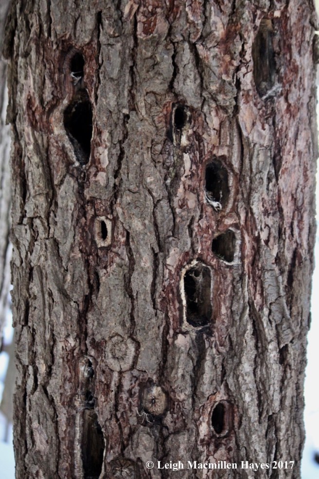 c-woodpecker-holes