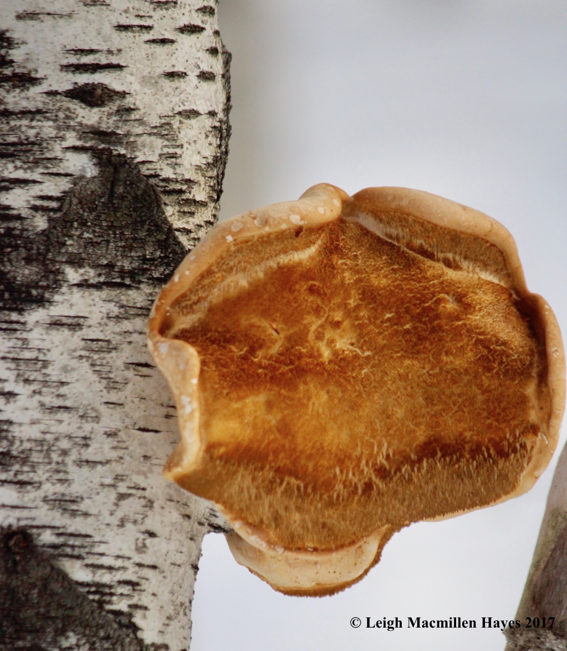 f-birch-polypore-1