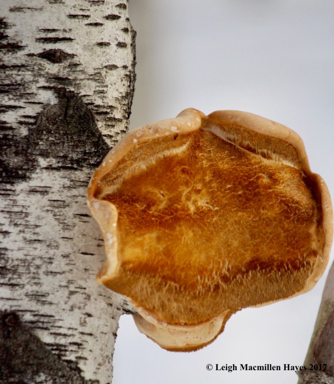 f-birch-polypore-1
