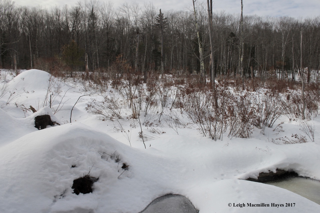f-perkys-beaver-lodge-1