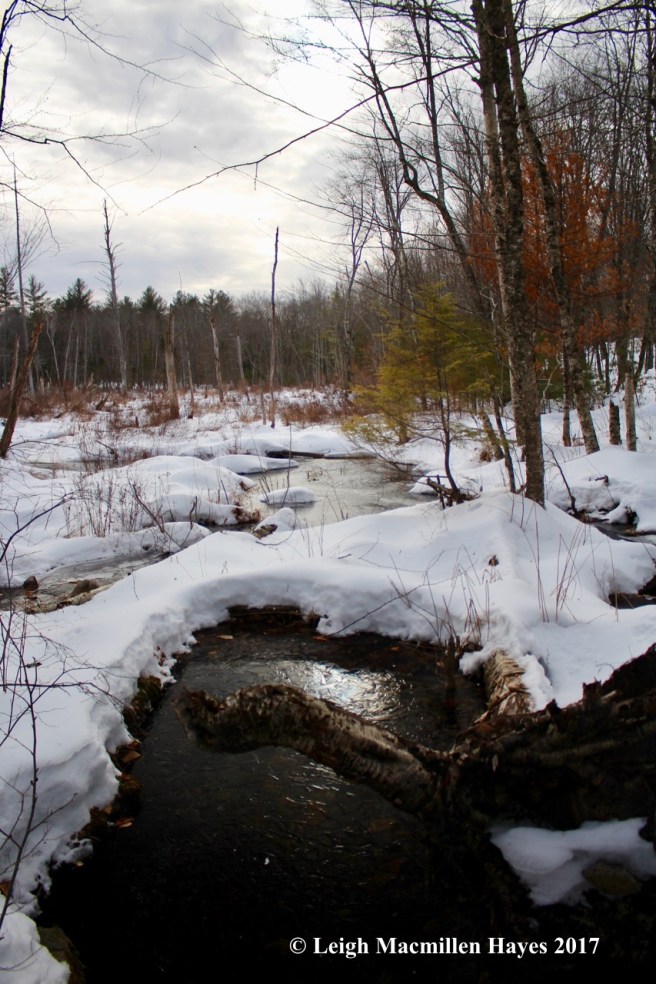 f-perkys-beaver-pond1