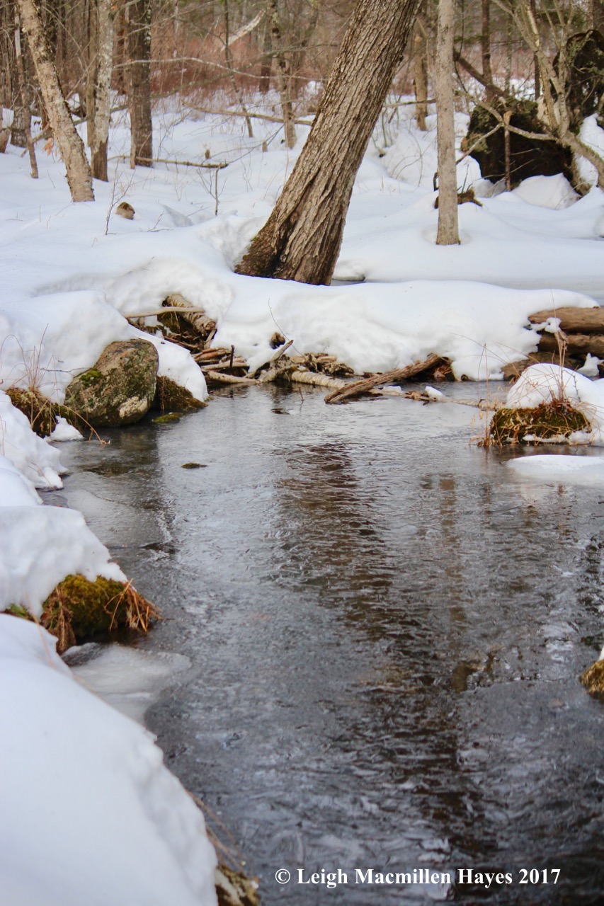 f-perkys-brook-reflection