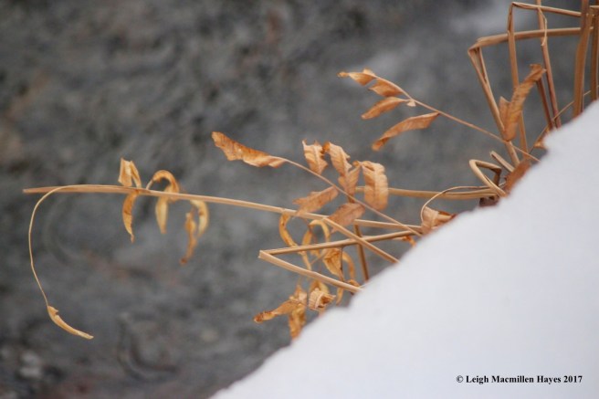 f-perkys-royal-ferns