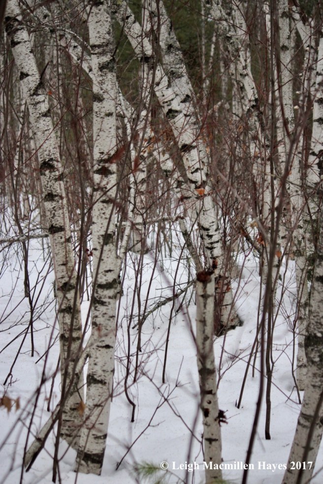 h-gray-birches-and-red-maples