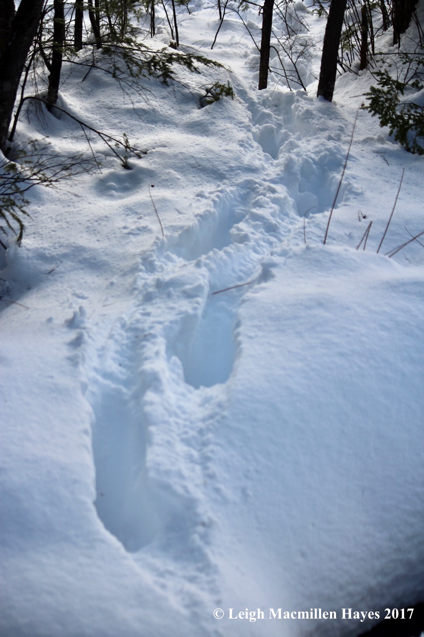 h-moose-tracks