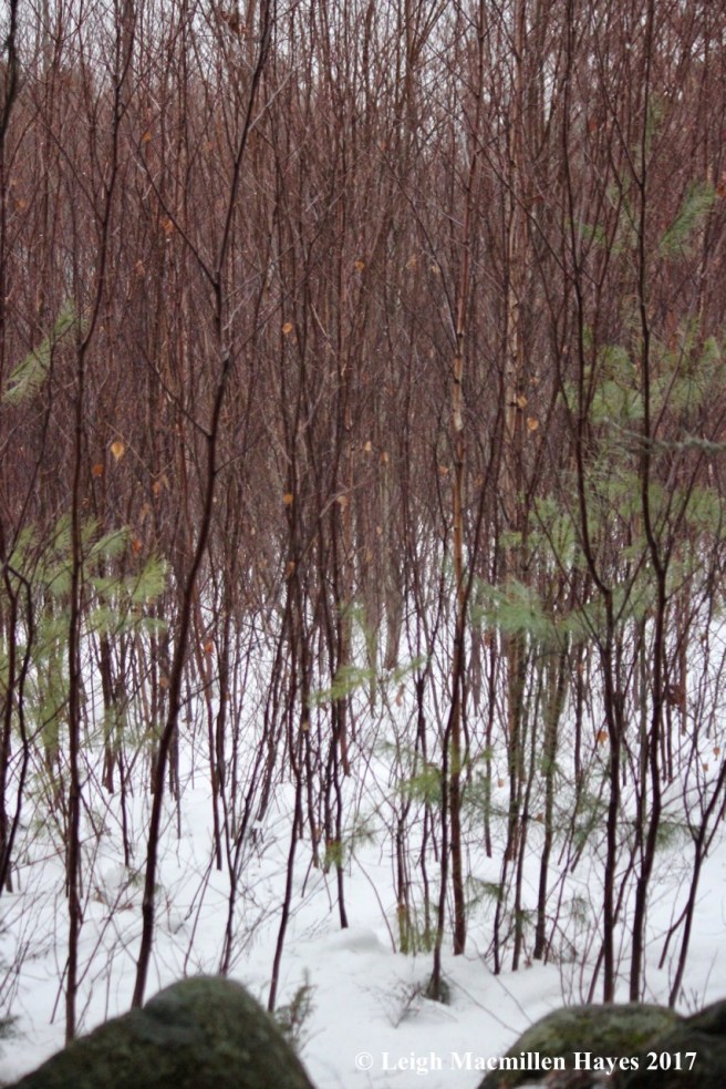 h-red-maple-and-young-birches