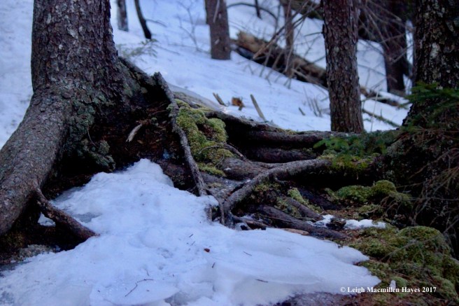 h-trees-sharing-space