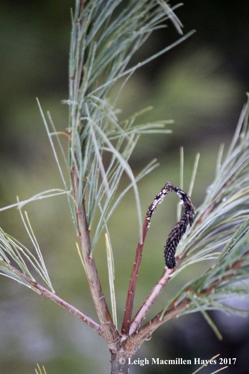 h-white-pine-unhealthy