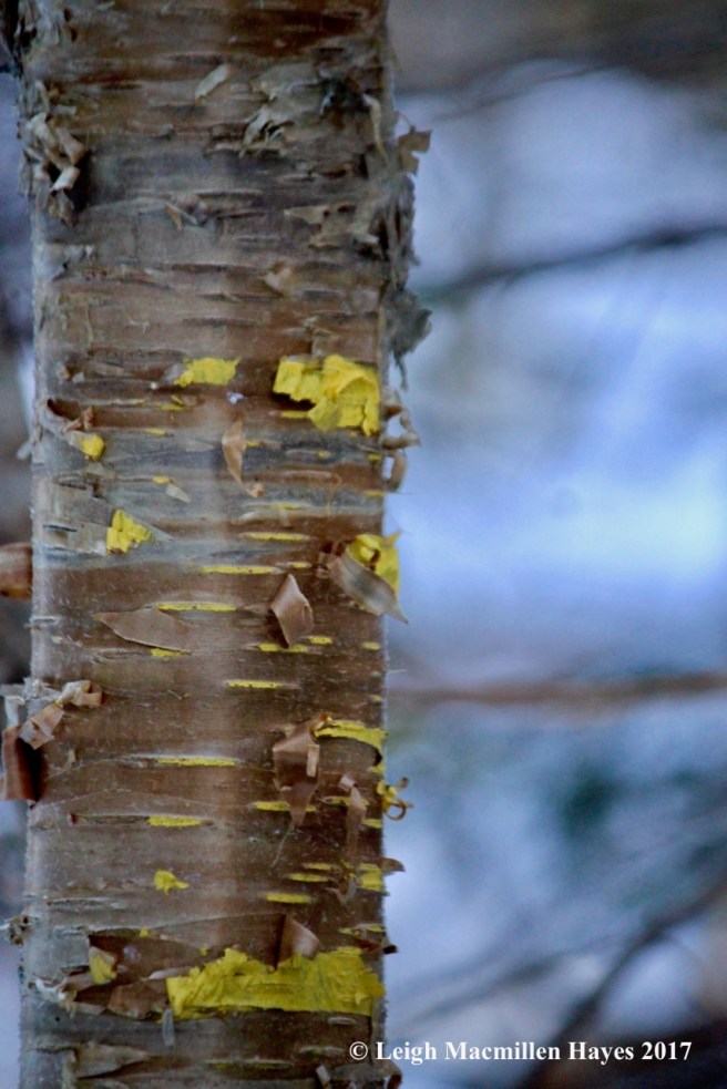 h-yellow-birch