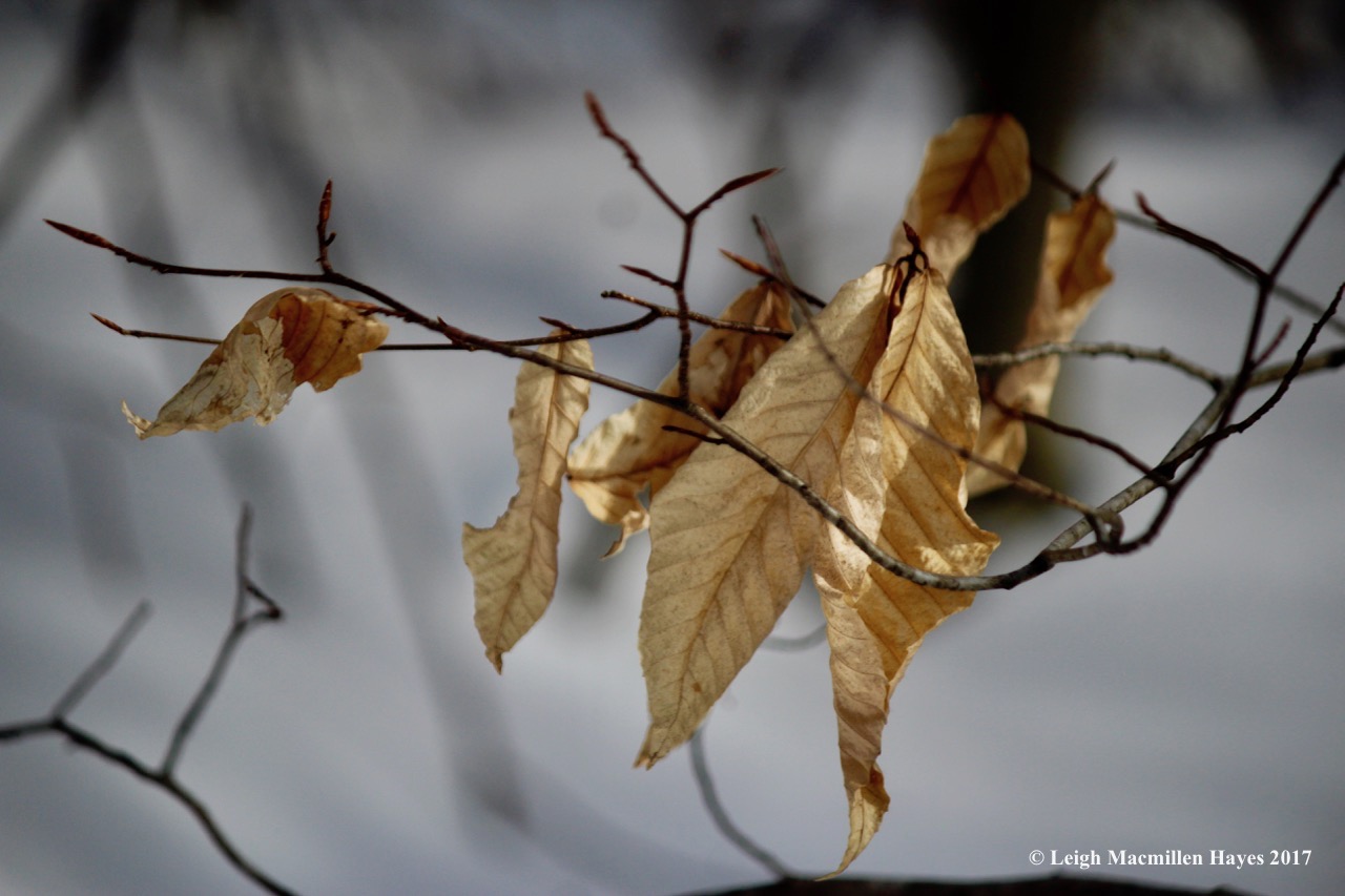 j-shivering-beech-leaves