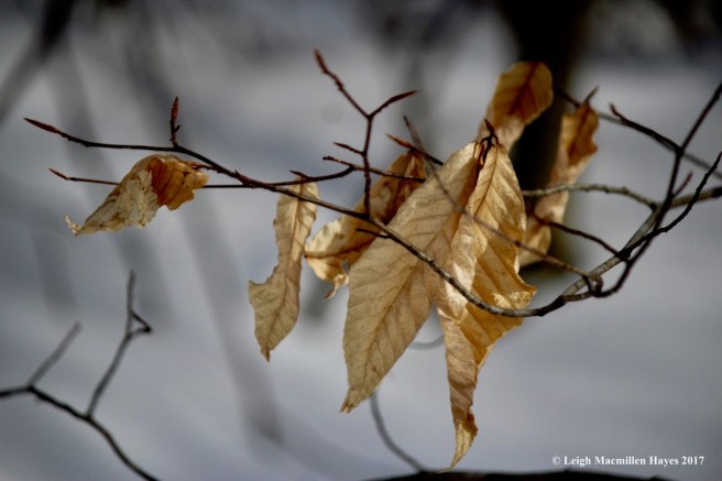 j-shivering-beech-leaves