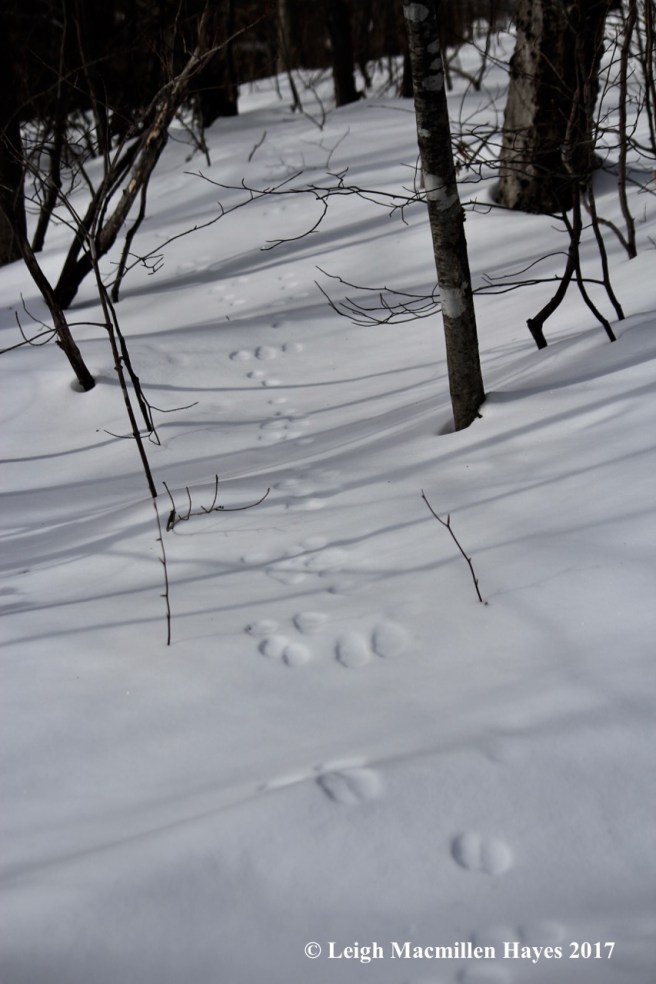 j-snowshoe-hare