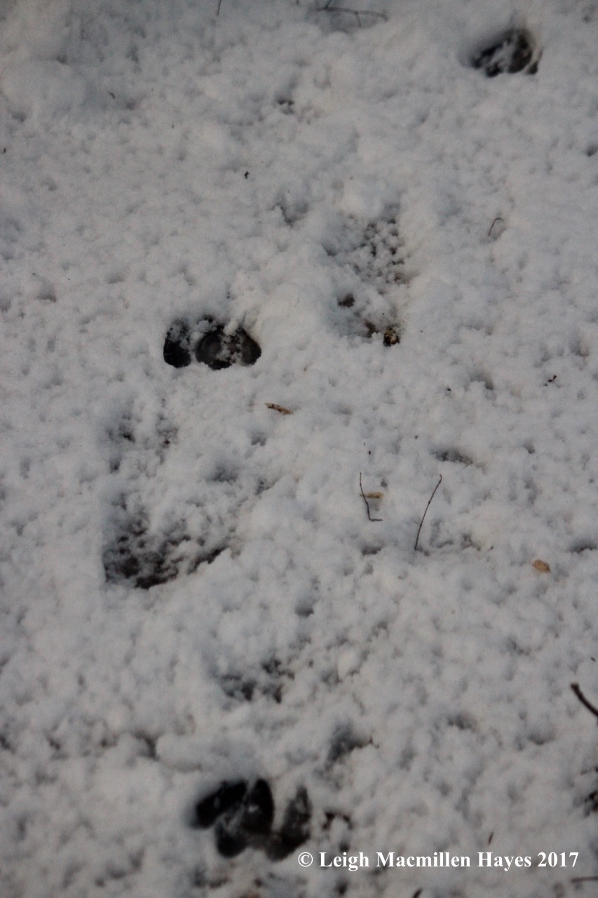 o-deer-tracks