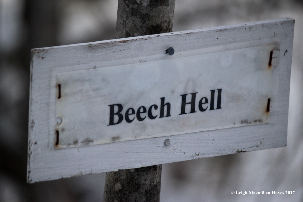 r-beech-hell