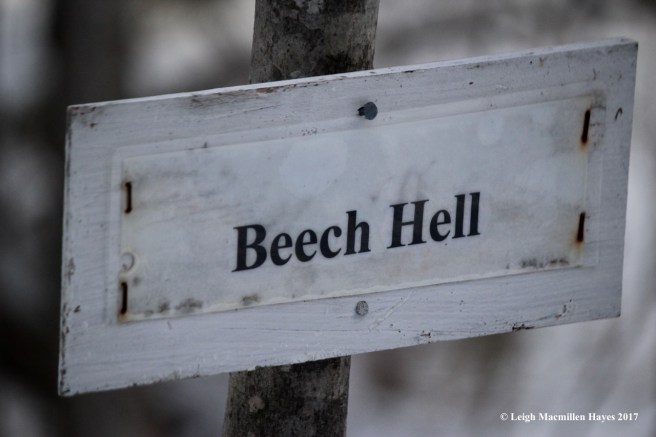 r-beech-hell