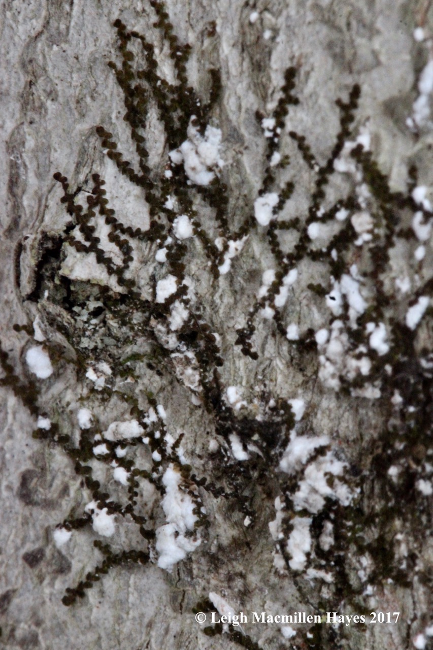 r-frullania-liverwort-and-scale-insects