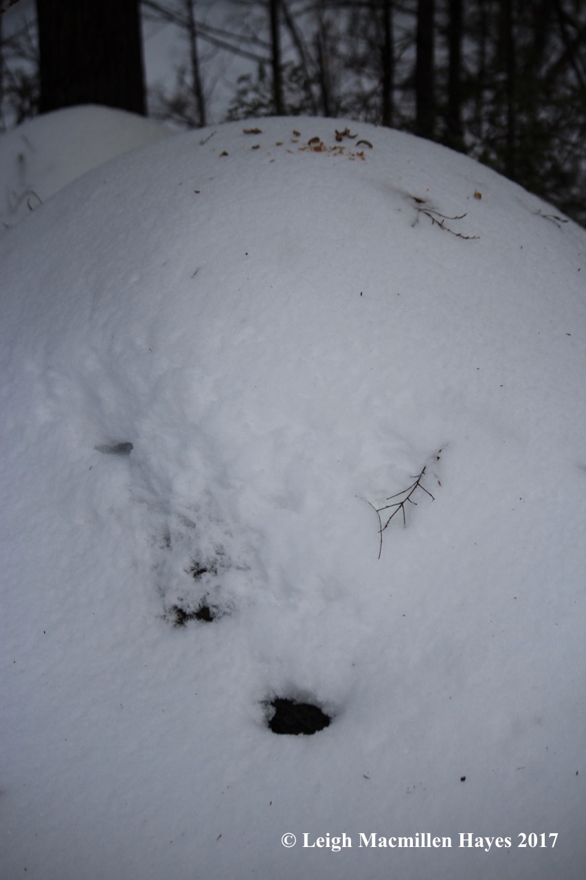 r-hoar-frost-and-feeding-area