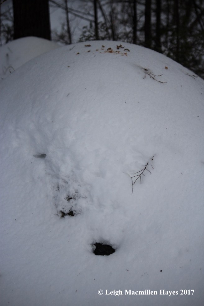 r-hoar-frost-and-feeding-area