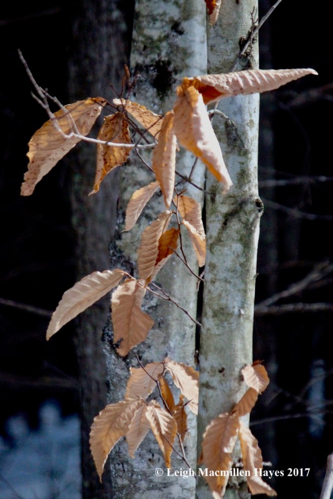 w-beech-leaves-rustling