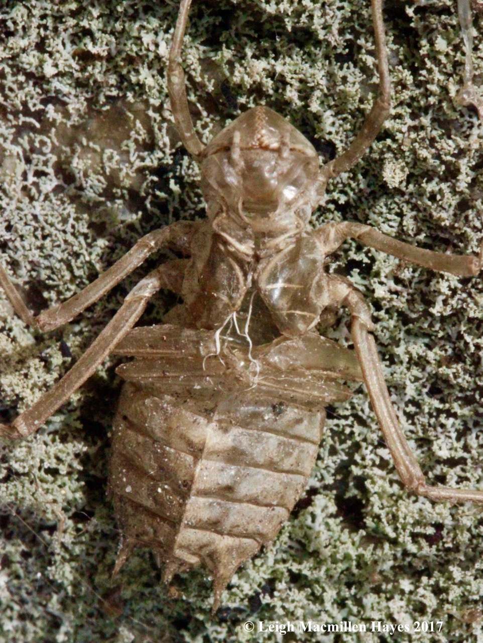 w-dragonfly-nymph-exoskeleton