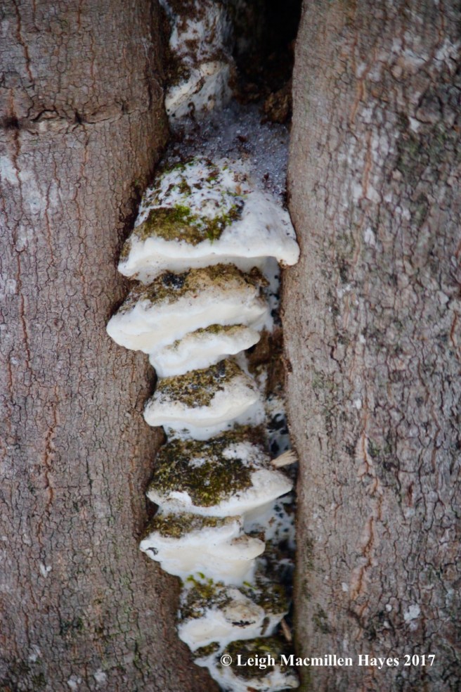 w-mossy-maple-fungi