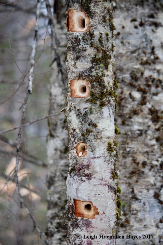 w-pileated-holes
