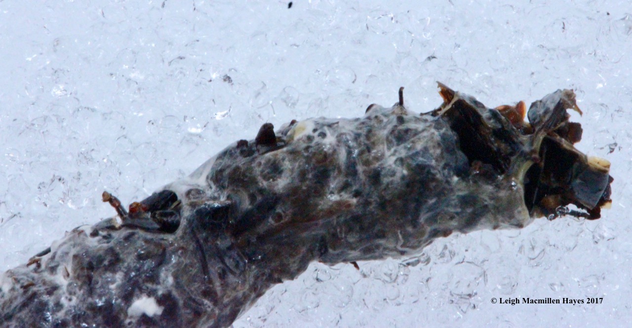 w-pileated-scat-bursting-with-body-parts