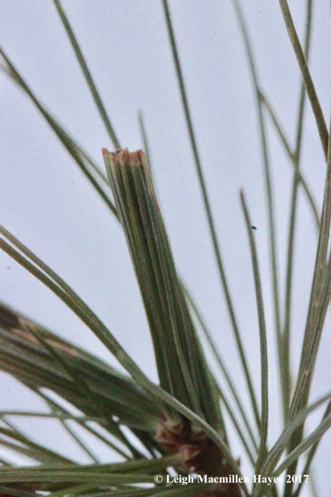 w-pine-tube-moth-pupae-overwintering-1