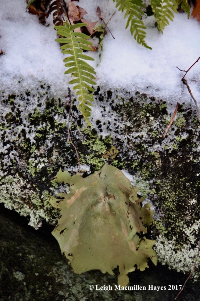 w-polypody-and-rock-tripe