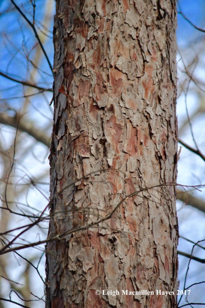 w-red-pine-on-red-trail