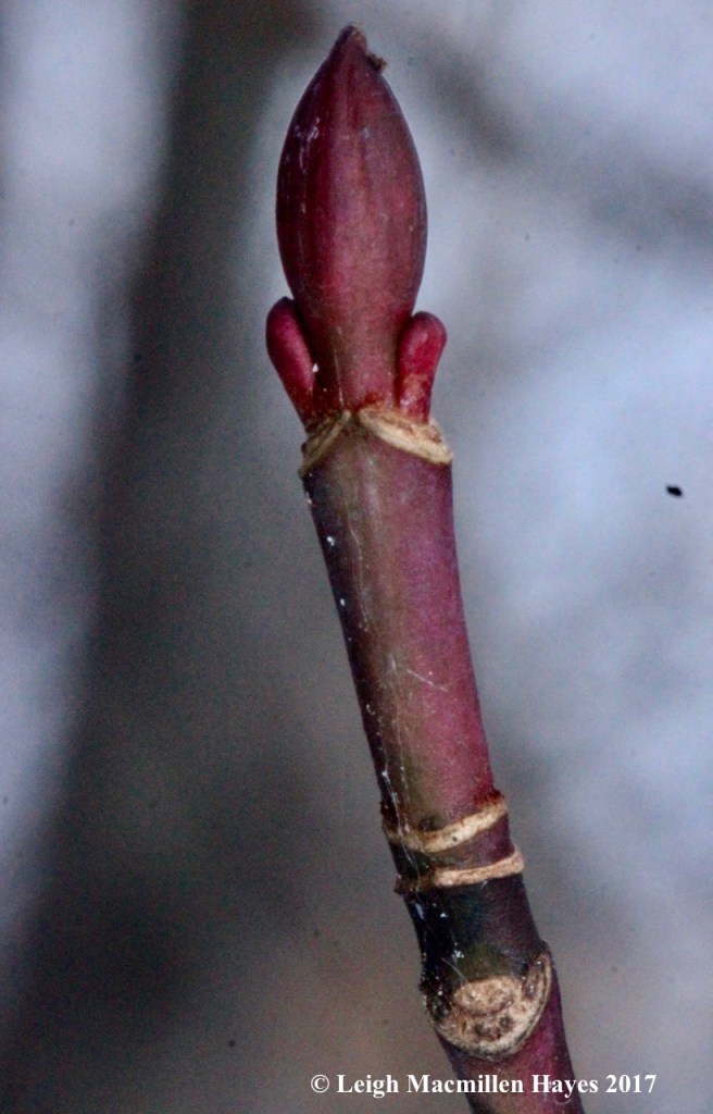 w-striped-maple-buds-and-twig