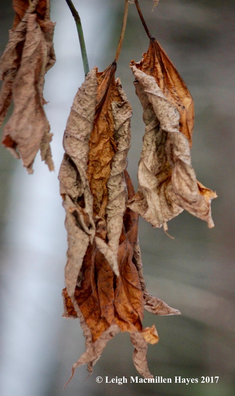 w-striped-maple-leaves