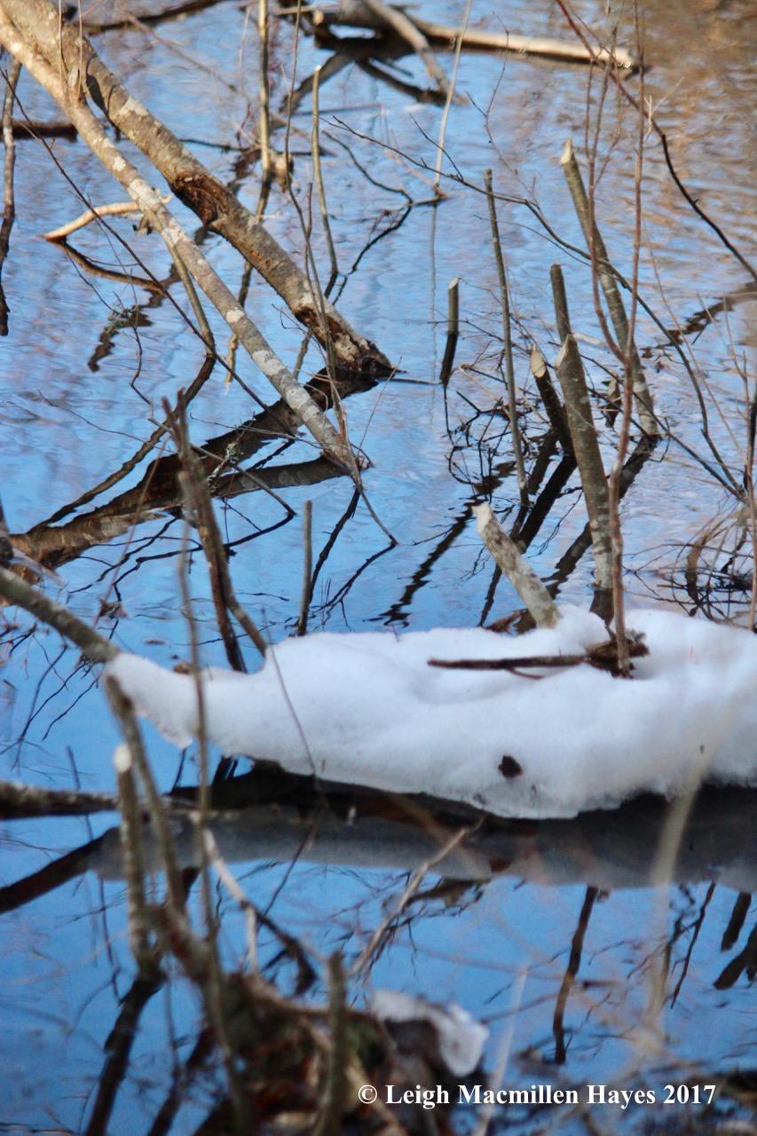 h-beaver-chews-near-dam-1