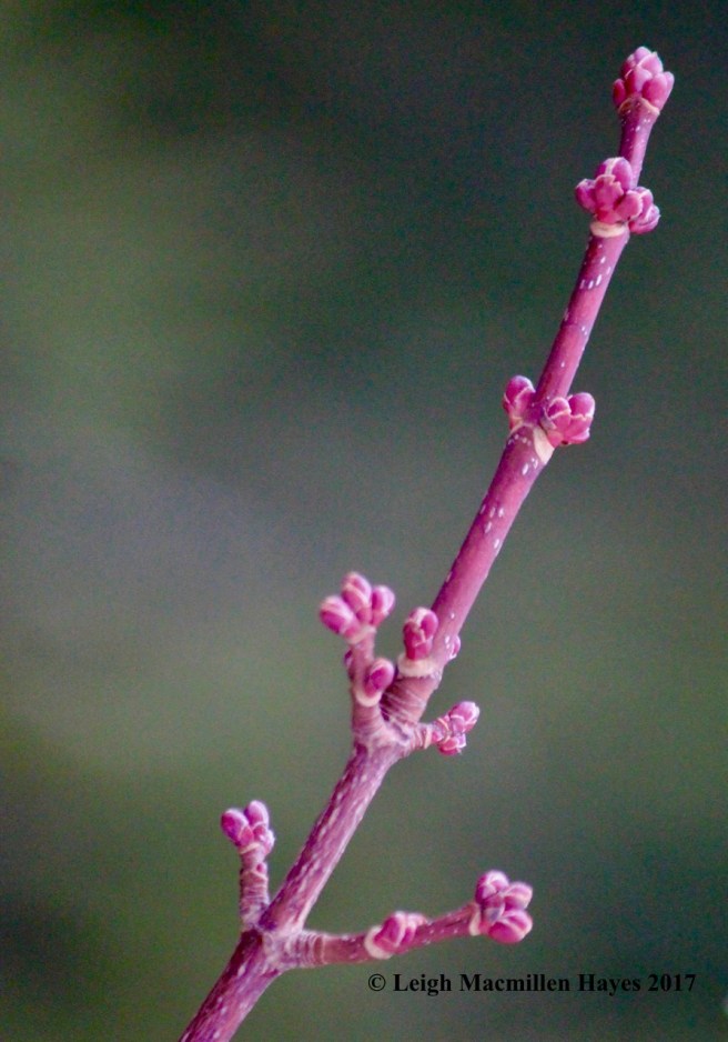 h-red-maple-buds