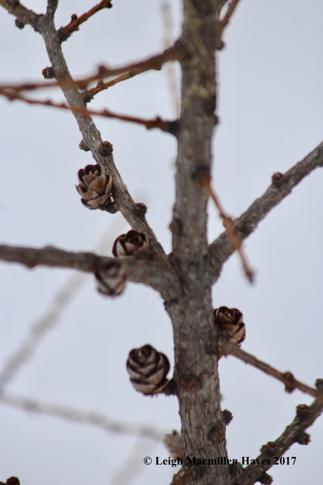 h-tamarack-cones
