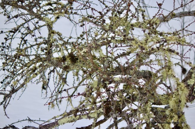 h-tamarack-lichen-maze
