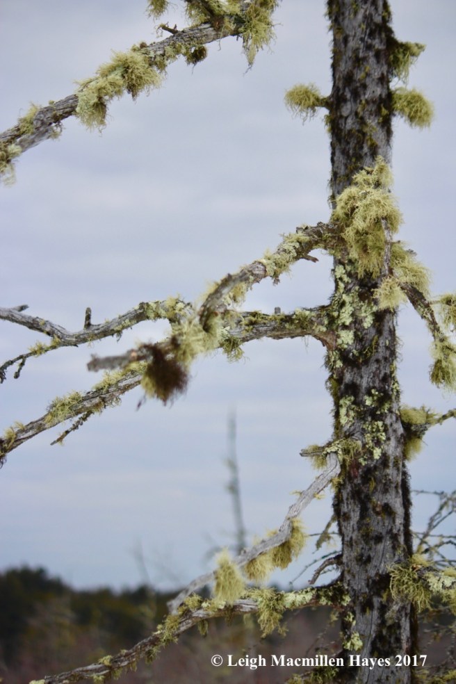 h-tamarack-lichens-1