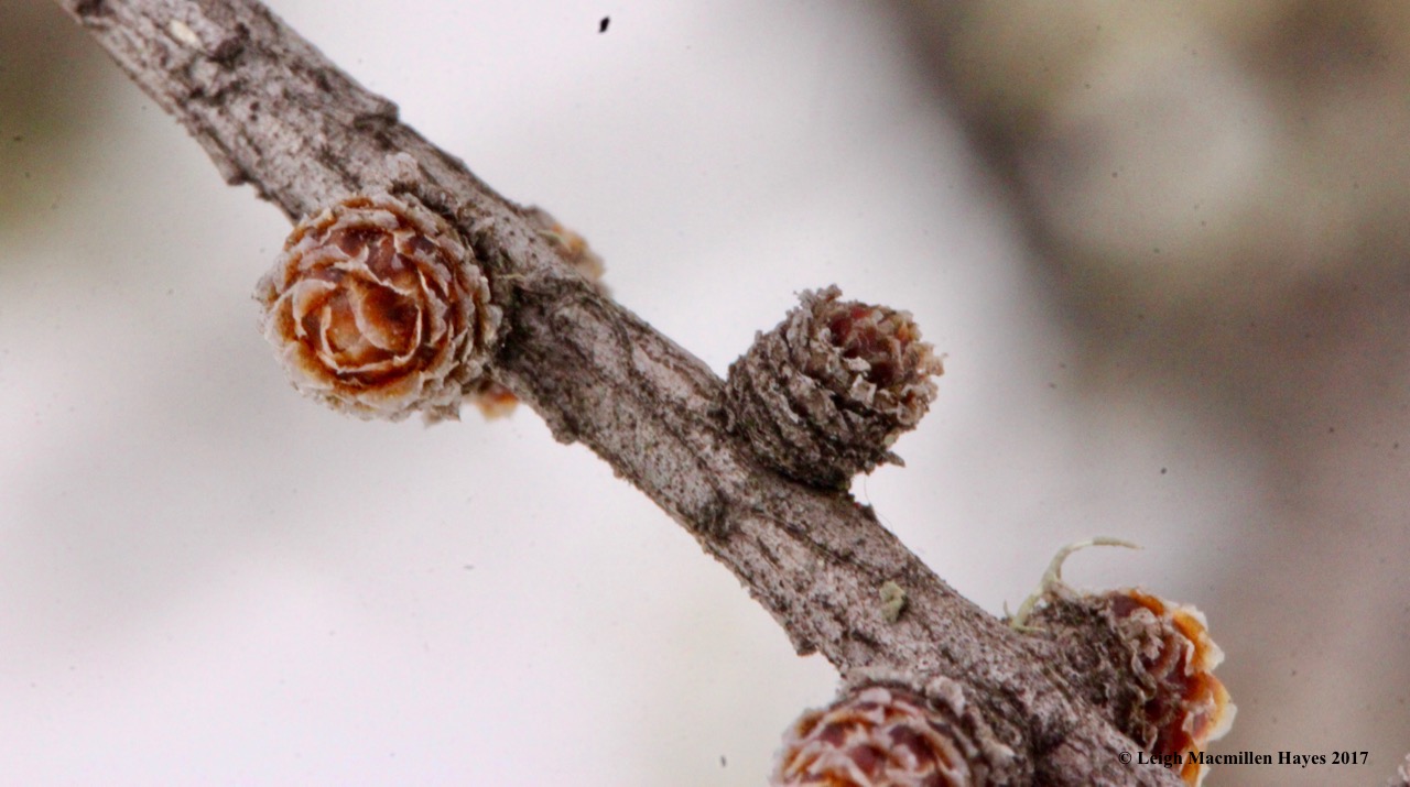 h-tamarack-winter-twig