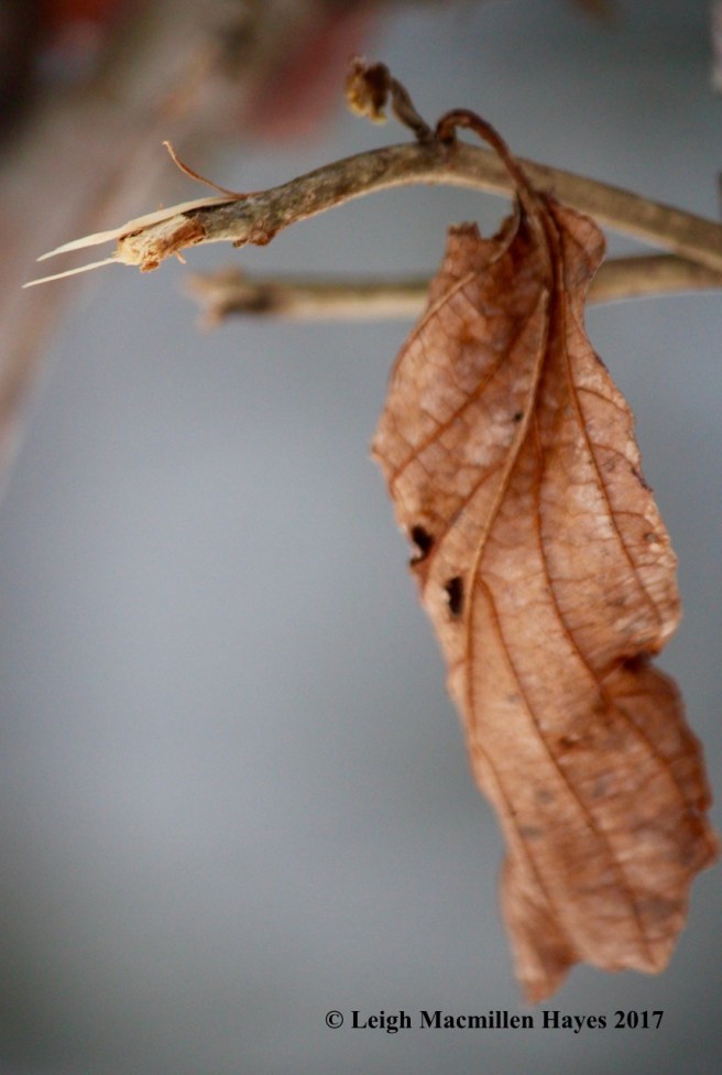 h-witch-hazel-bud-nibbled