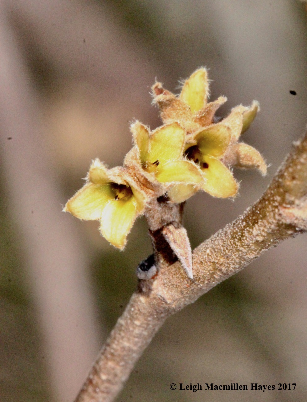 h-witch-hazel-flower-bracts